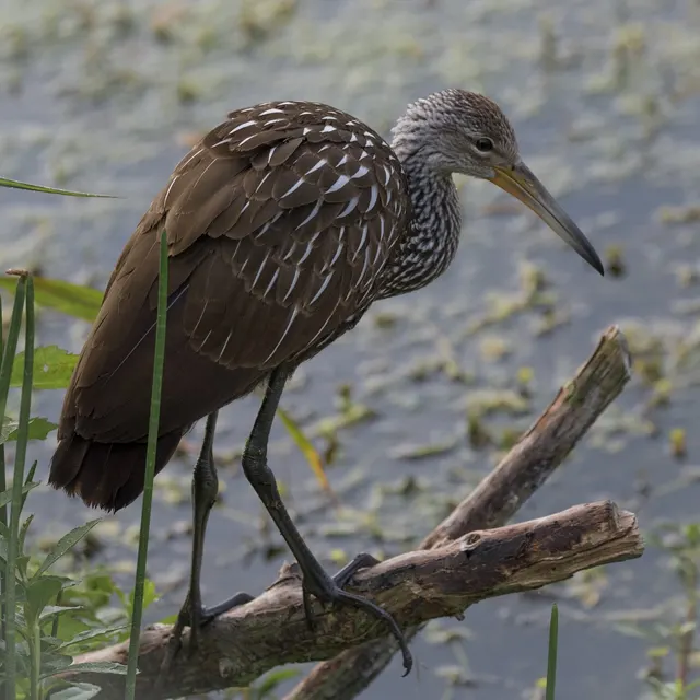 Limpkin
