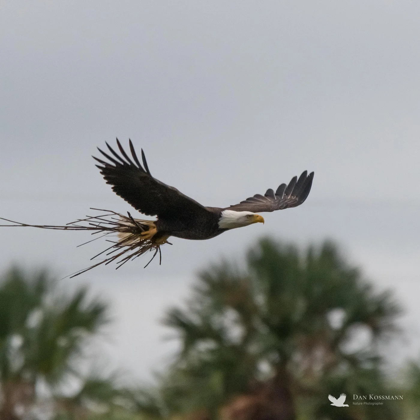 Bald Eagle carrying nesting material