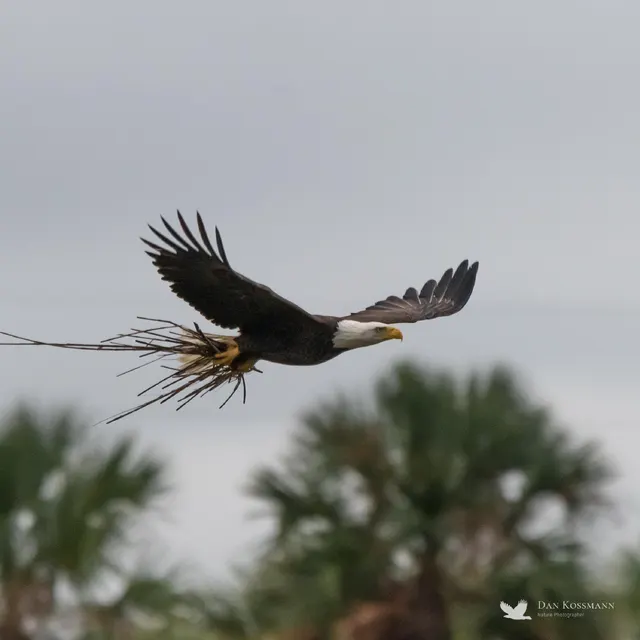 Bald Eagle carrying nesting material