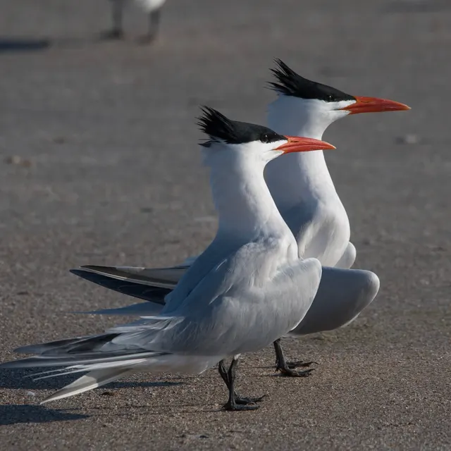 Royal Terns