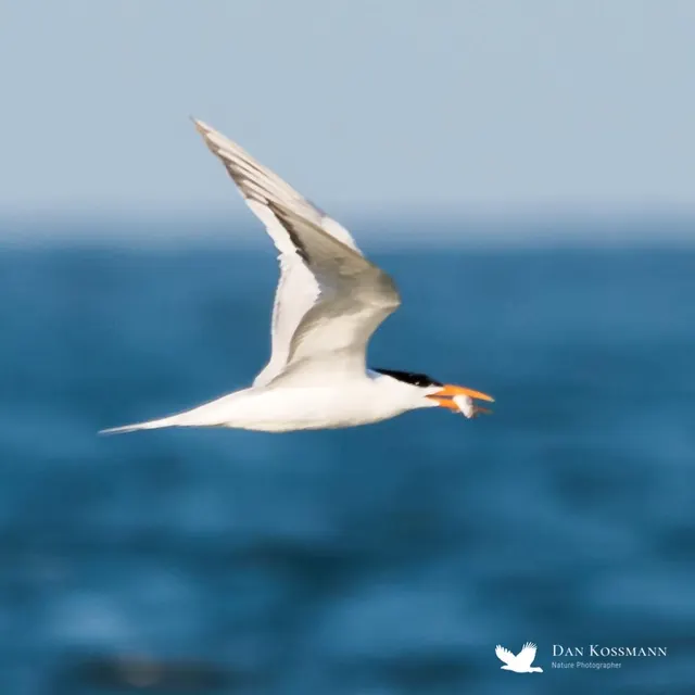 Royal Tern with minnow