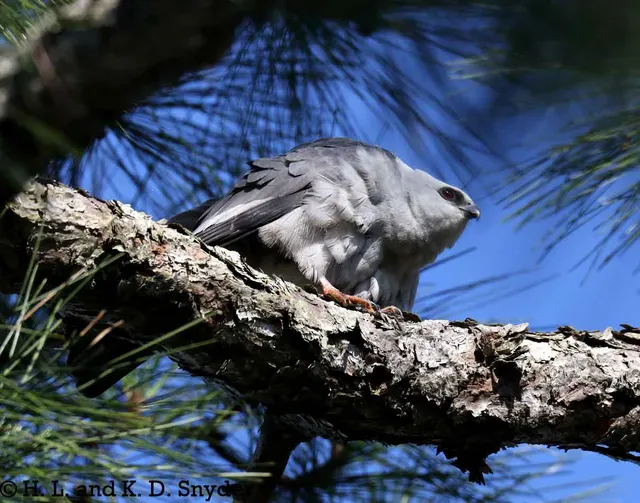 Mississippi Kite guarding nest