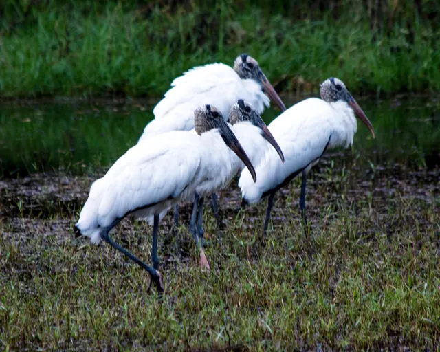 Wood Stork