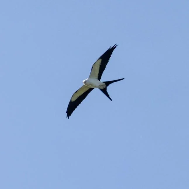 Swallow-tailed Kite over Crane Island