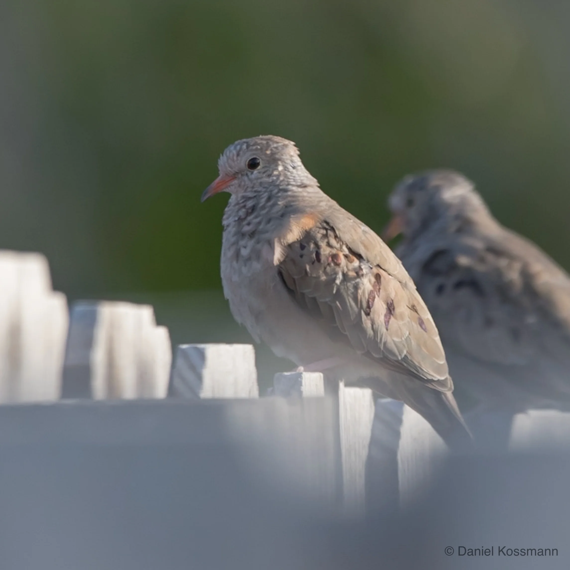 Common Ground Dove
