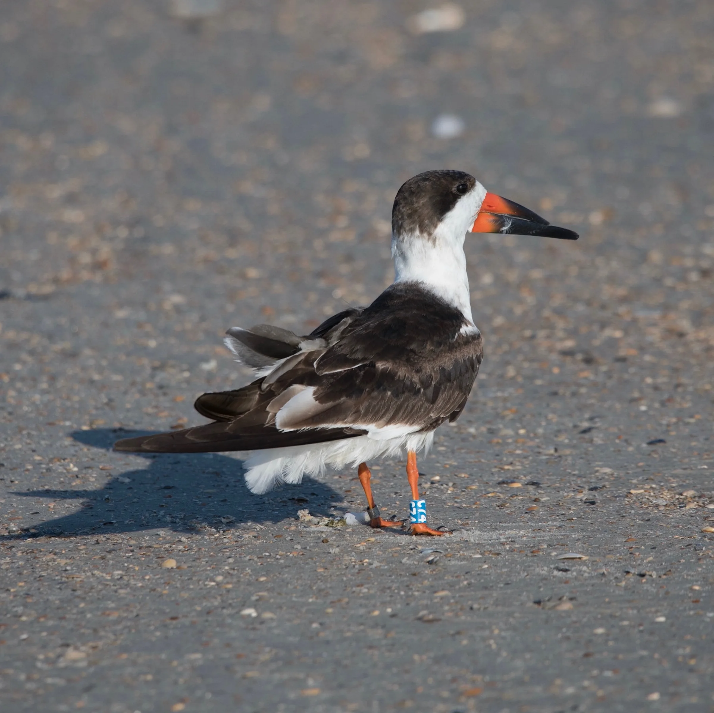 Black Skimmer with banding