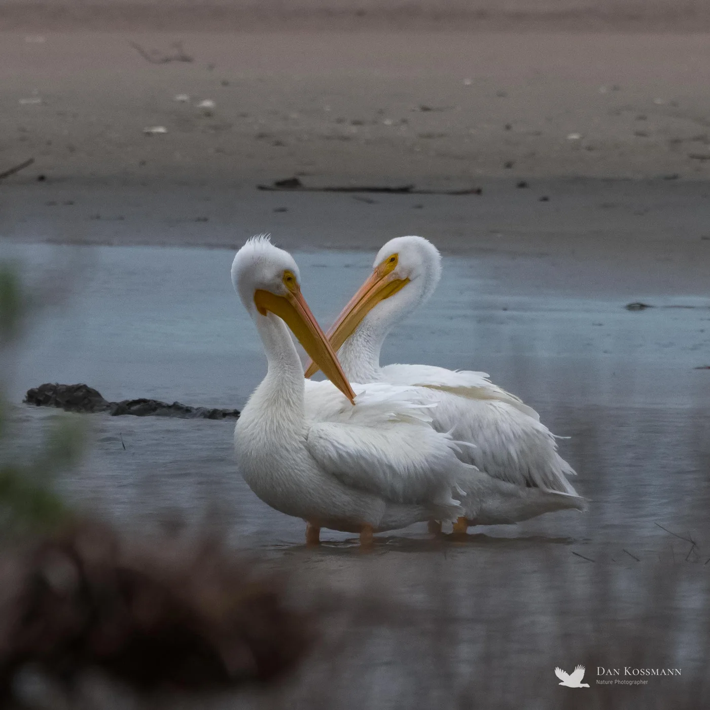 American White Pelicans