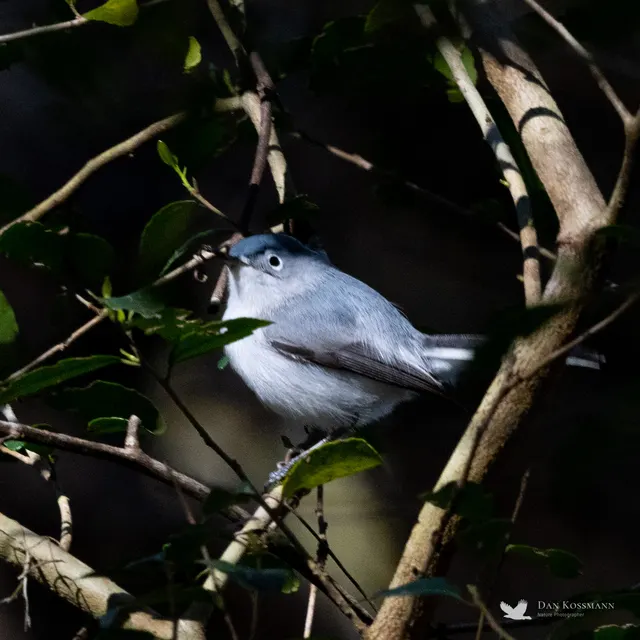 Blue-gray Gnatcatcher