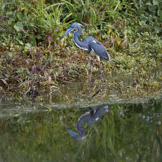 Tricolored Heron