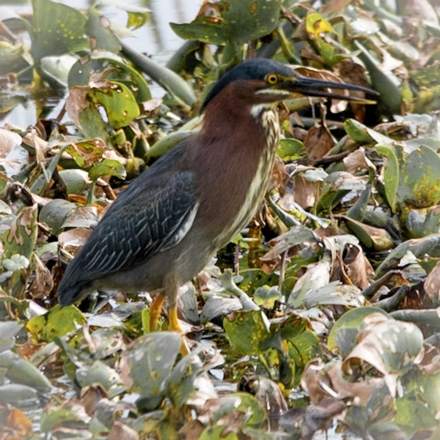 Green Heron