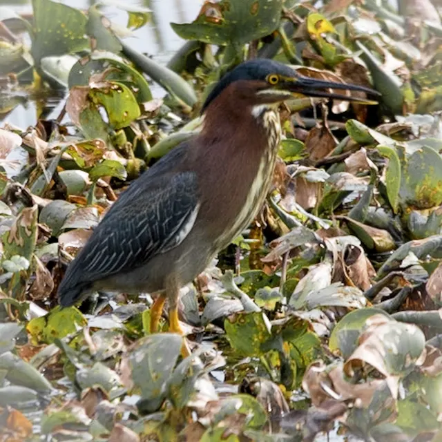 Green Heron