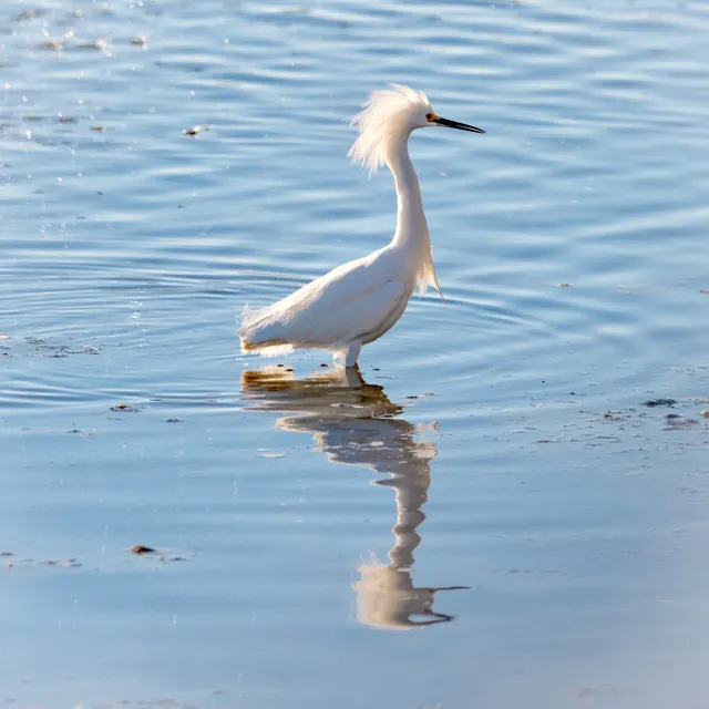 Snowy Egret breeding