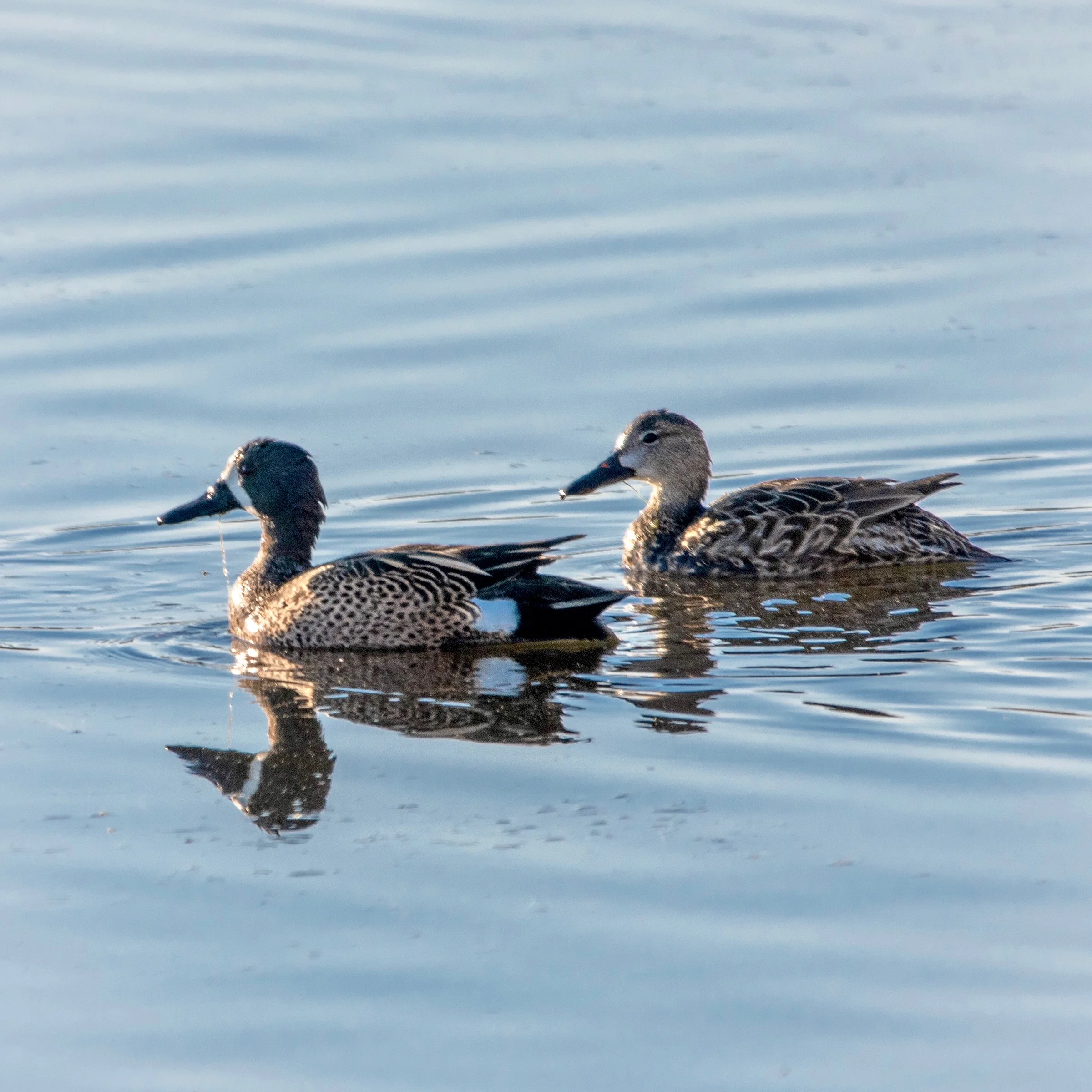 Blue-winged Teals