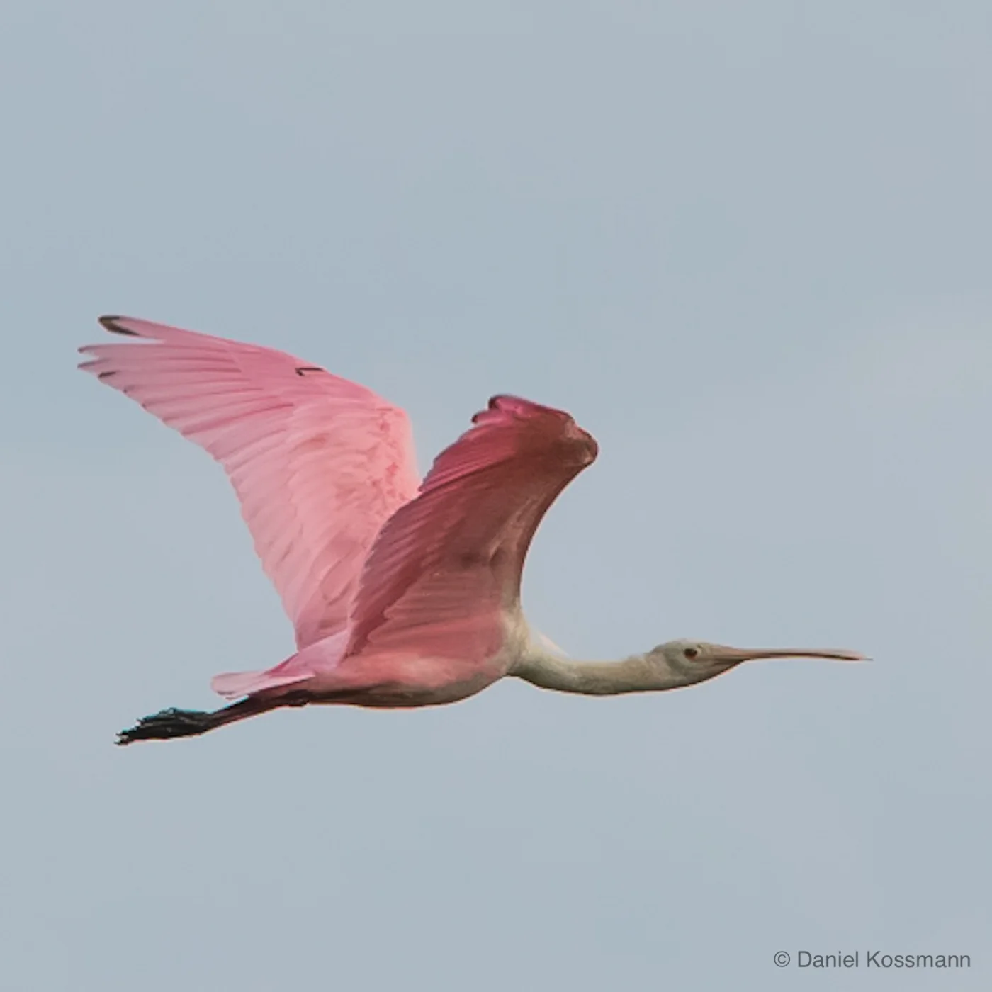 Roseate Spoonbill in flight