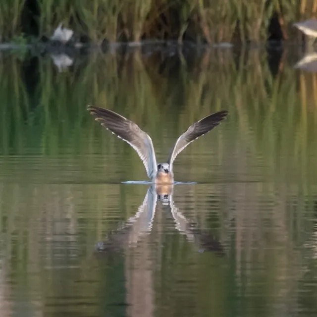 Laughing Gull on takeoff