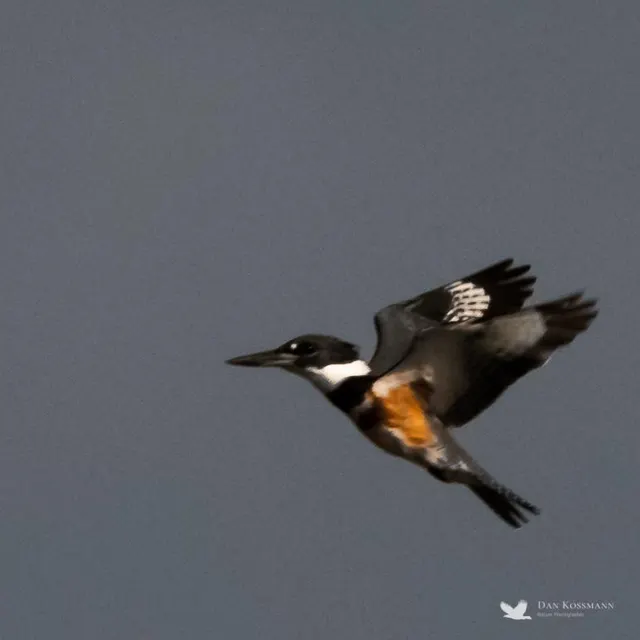Belted Kingfisher