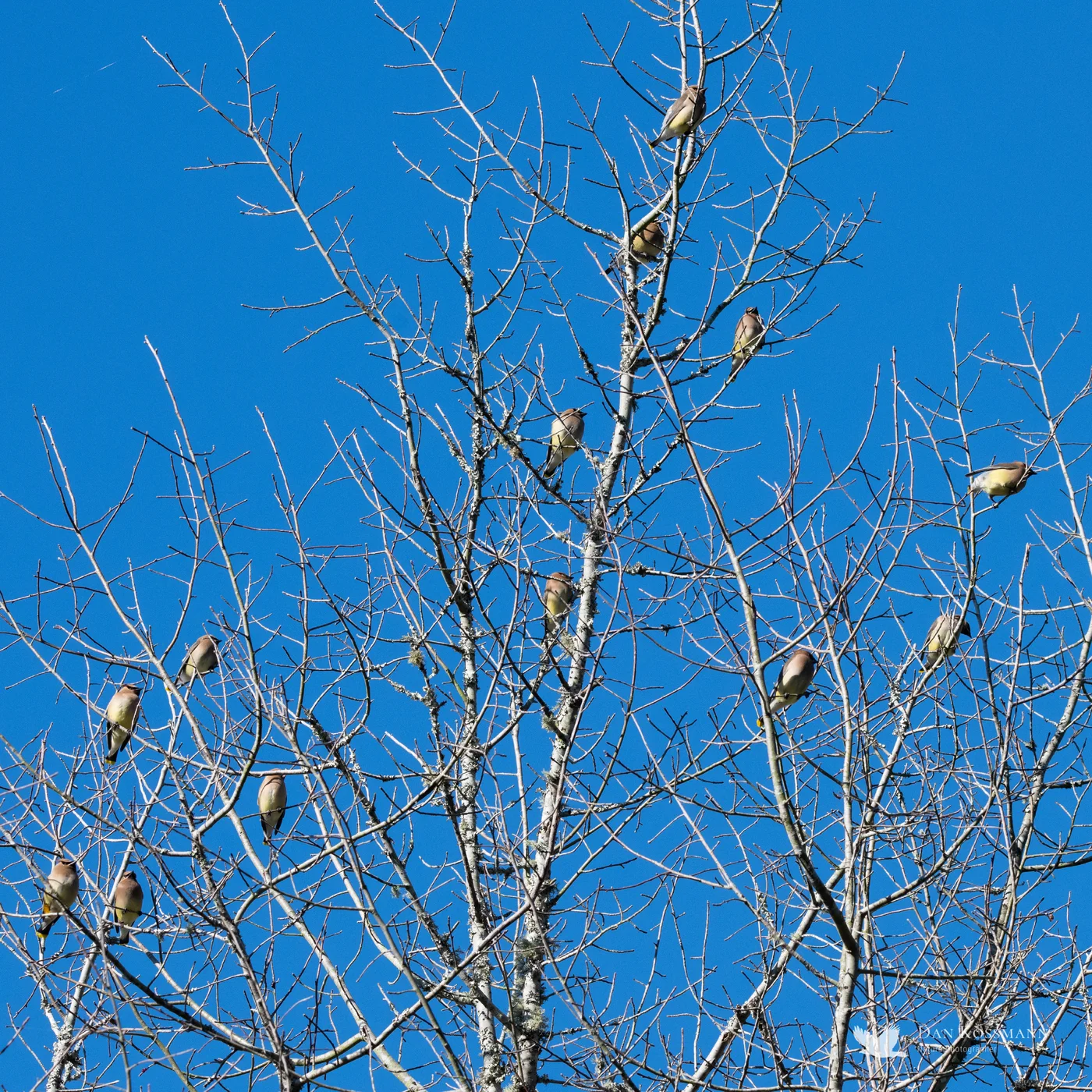 A treetop flock