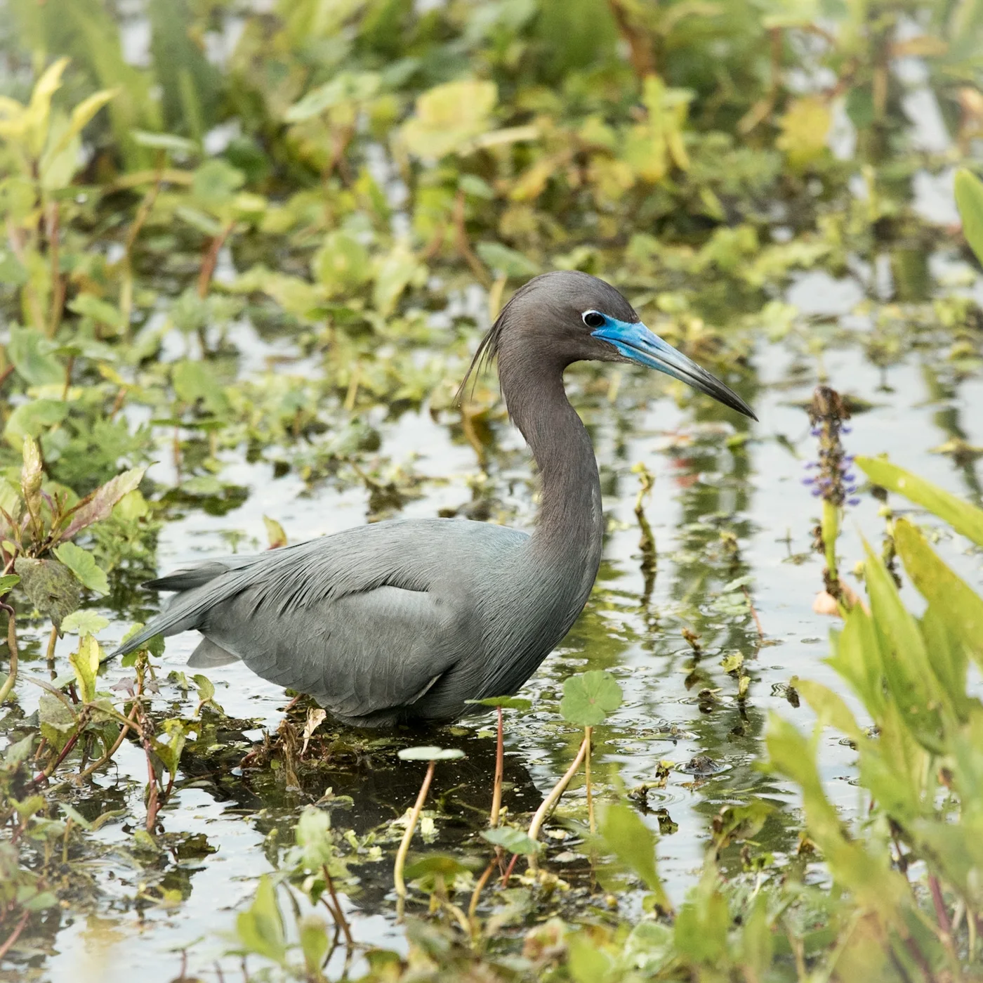 Little Blue Heron
