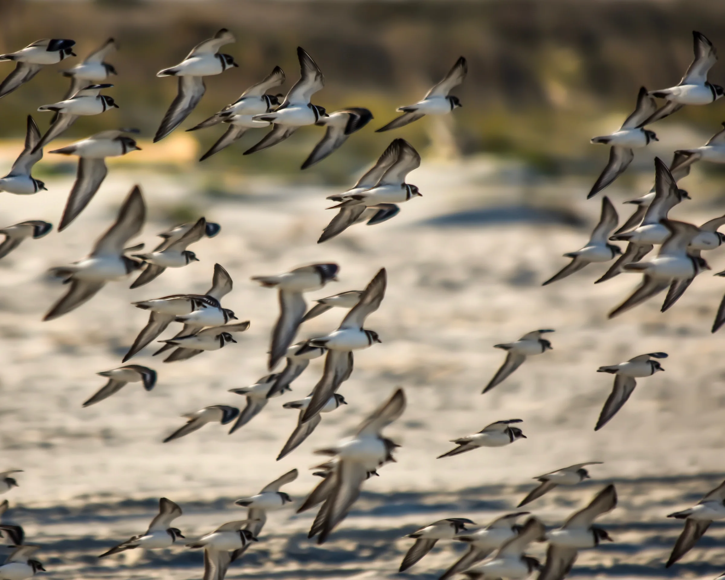 Semipalmated Plover flock