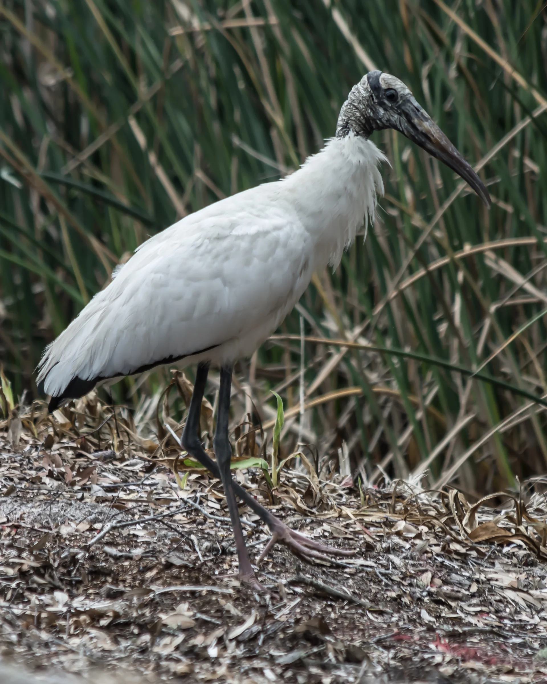Wood Stork