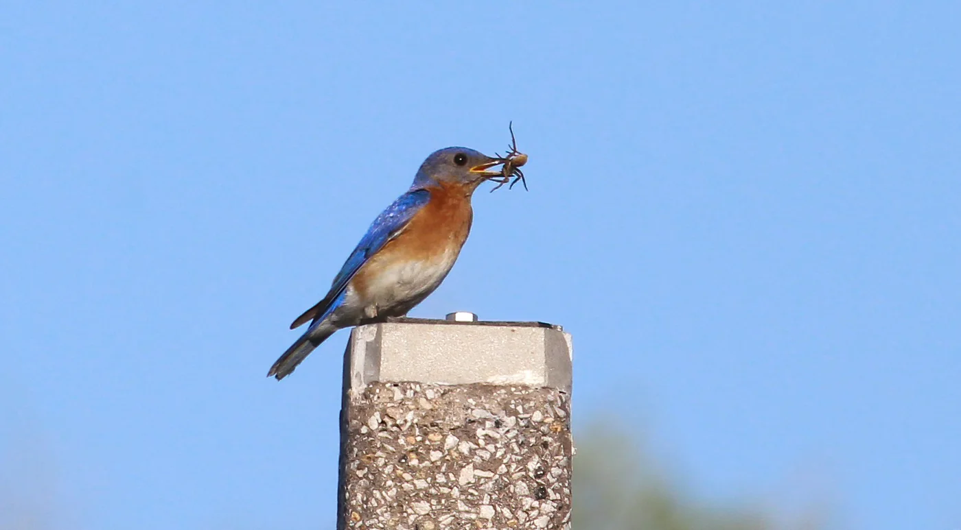Eastern Bluebird with breakfast