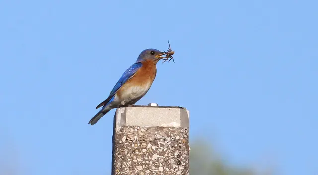 Eastern Bluebird with breakfast