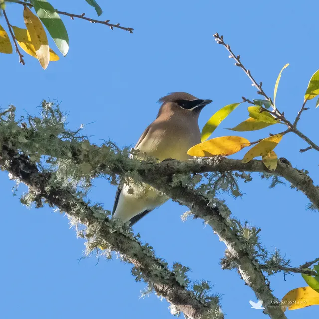 Cedar Waxwing