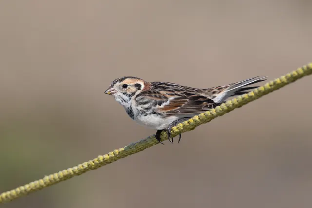 Lapland Longspur posing on the dune rope