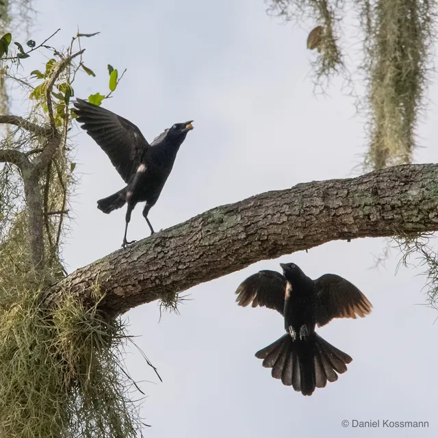 Grackles on the oak limb