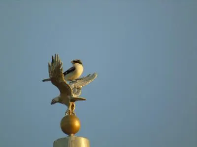 Loggerhead Shrike on the eagle finial