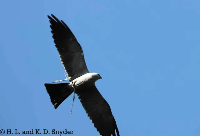 Mississippi Kite with nest material
