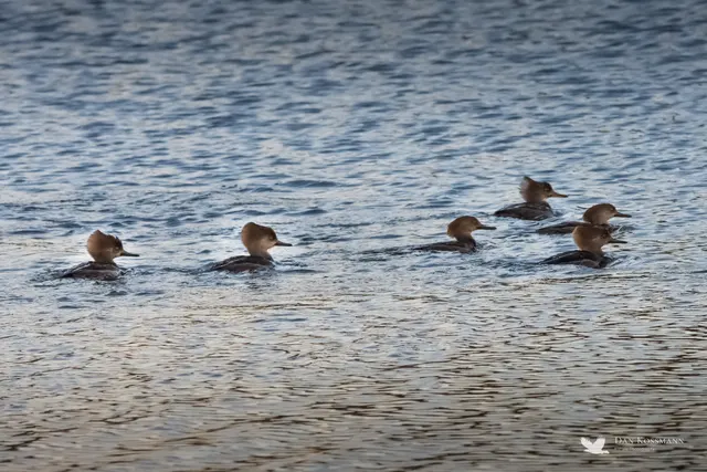 Hooded Mergansers in group