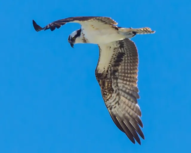 Osprey flying
