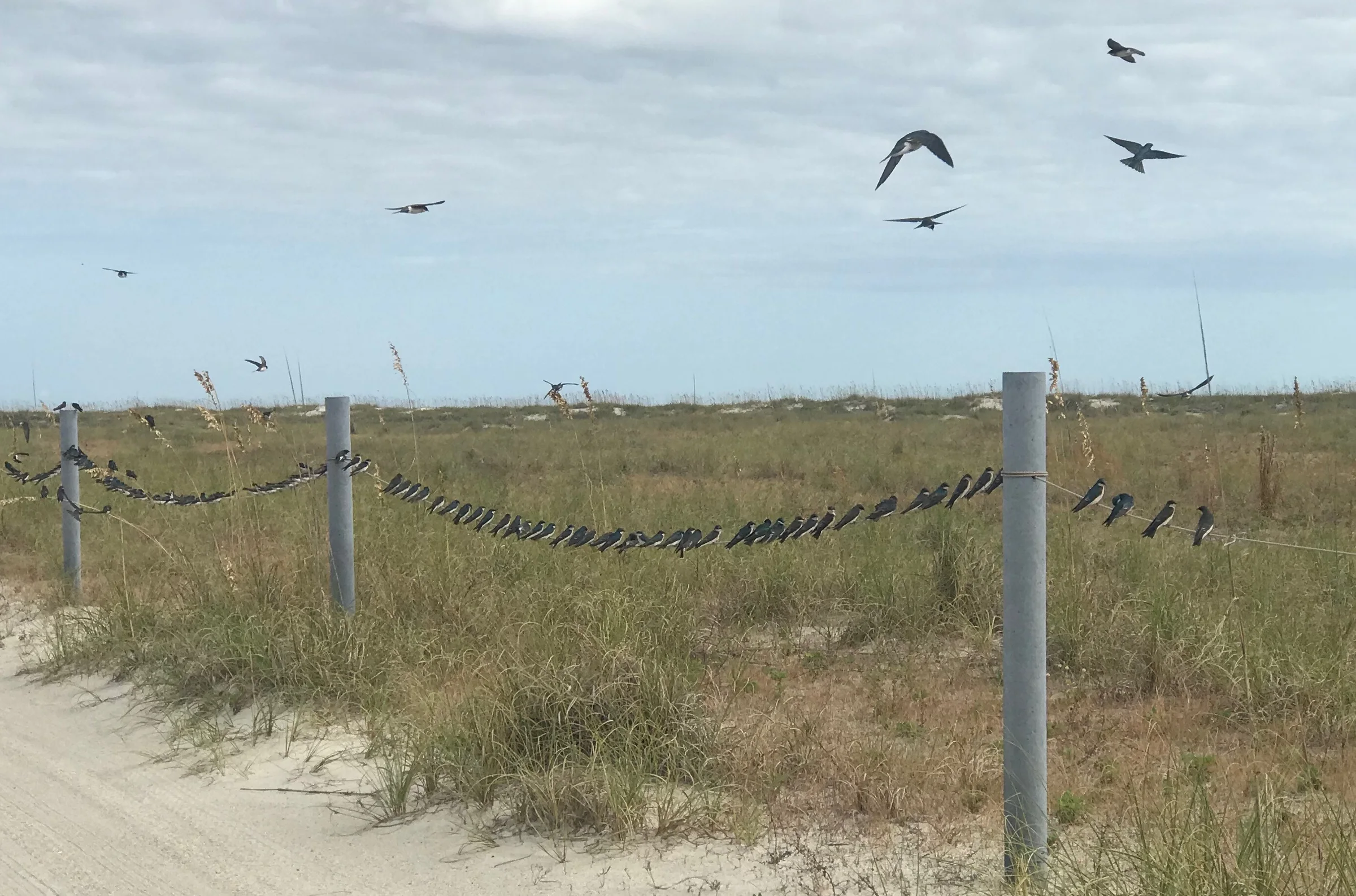 Tree Swallows on wire