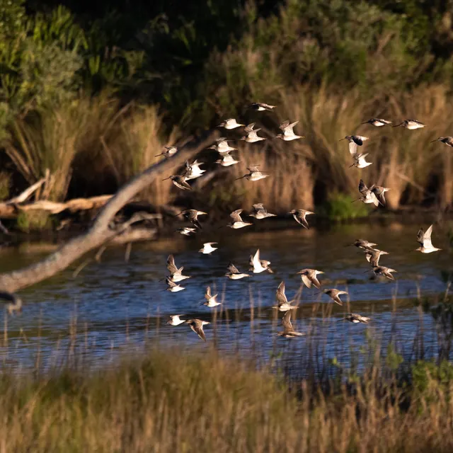 Dunlins on the move
