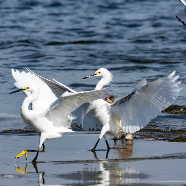 Snowy Egrets dancing