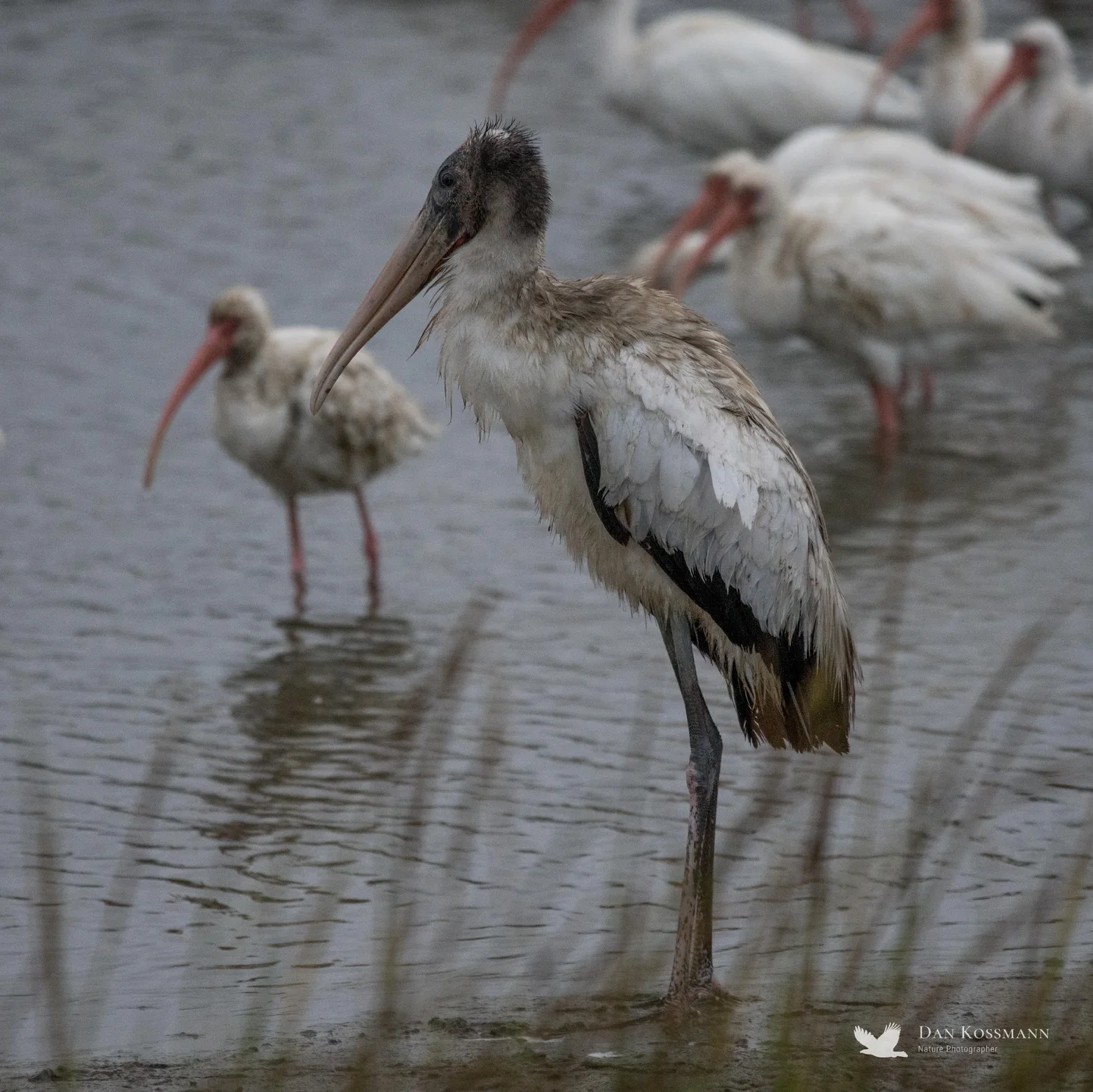 Young Wood Stork among White Ibis