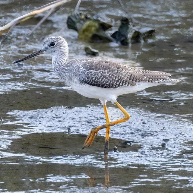 Greater Yellowlegs at Heritage River Road