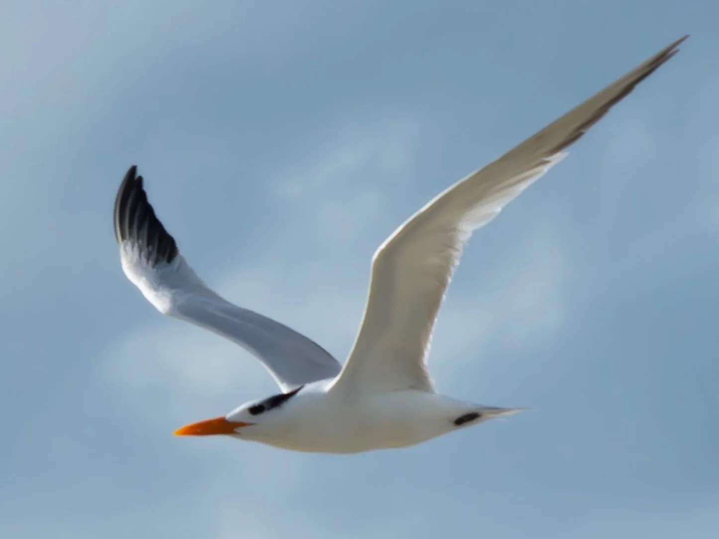 Royal Tern