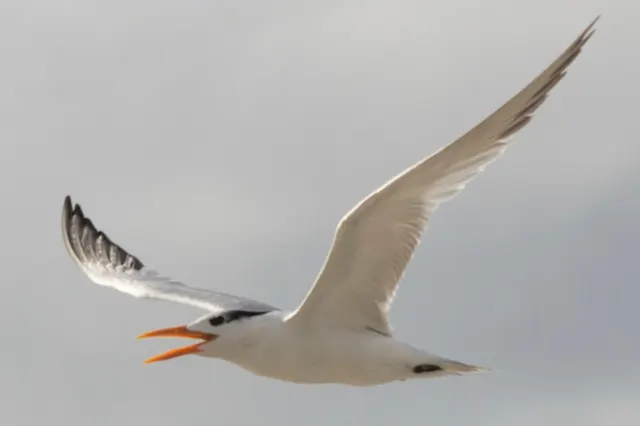 Royal Tern