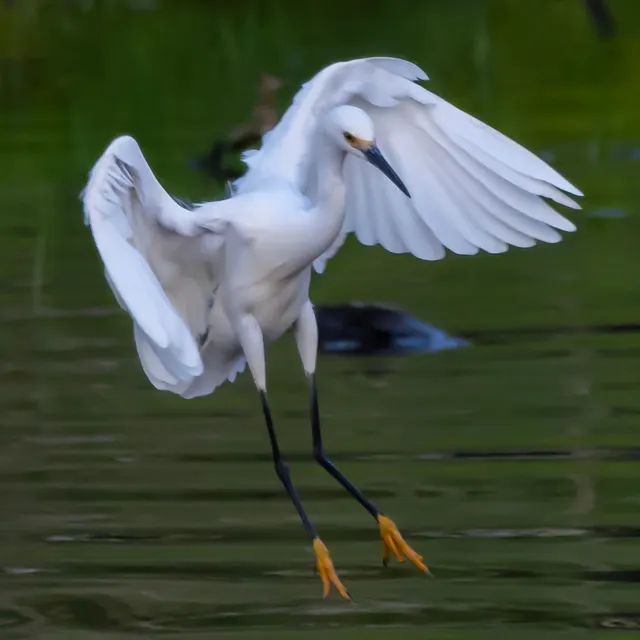 Snowy Egret