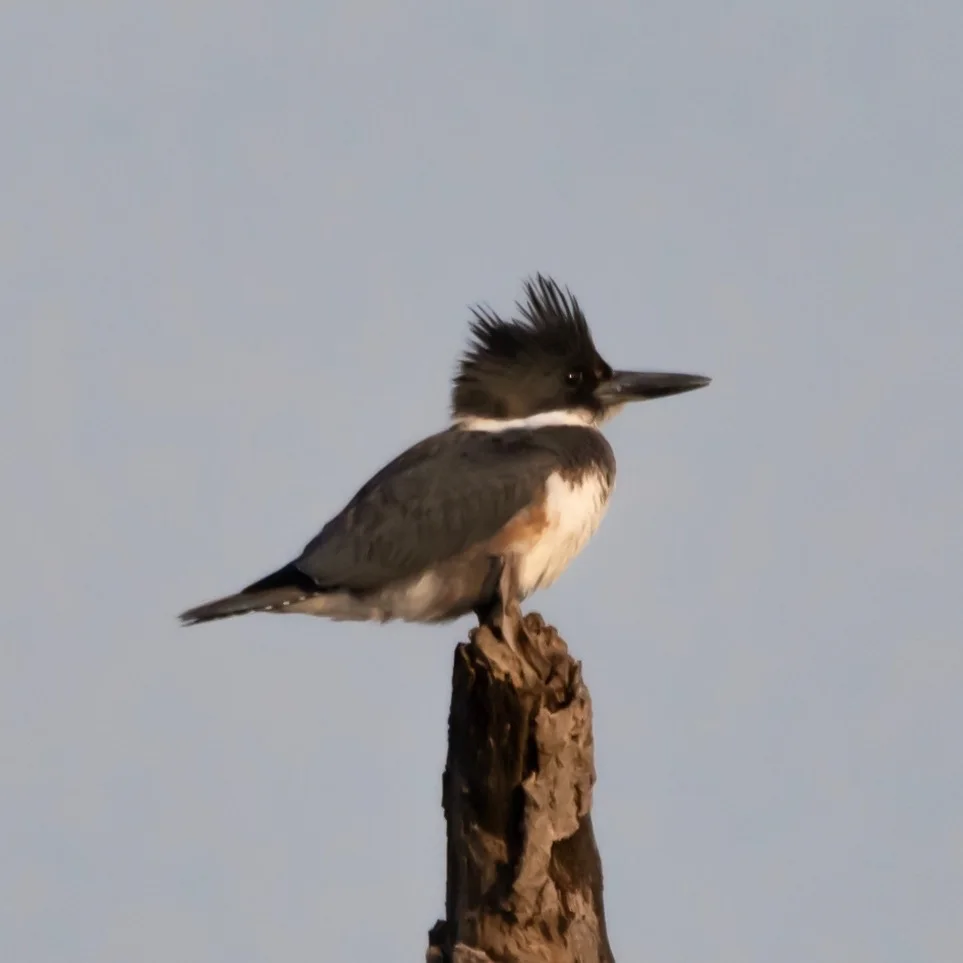Belted Kingfisher