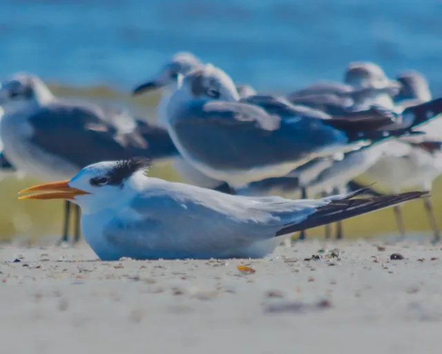 Royal Tern winter