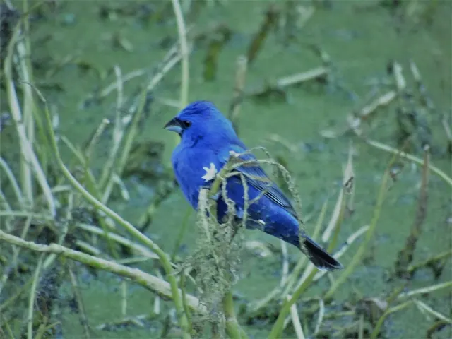 Blue Grosbeak