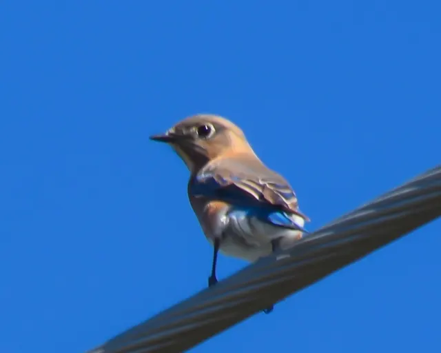 Eastern Bluebird juvenile