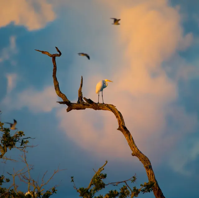 Great Egret on snag