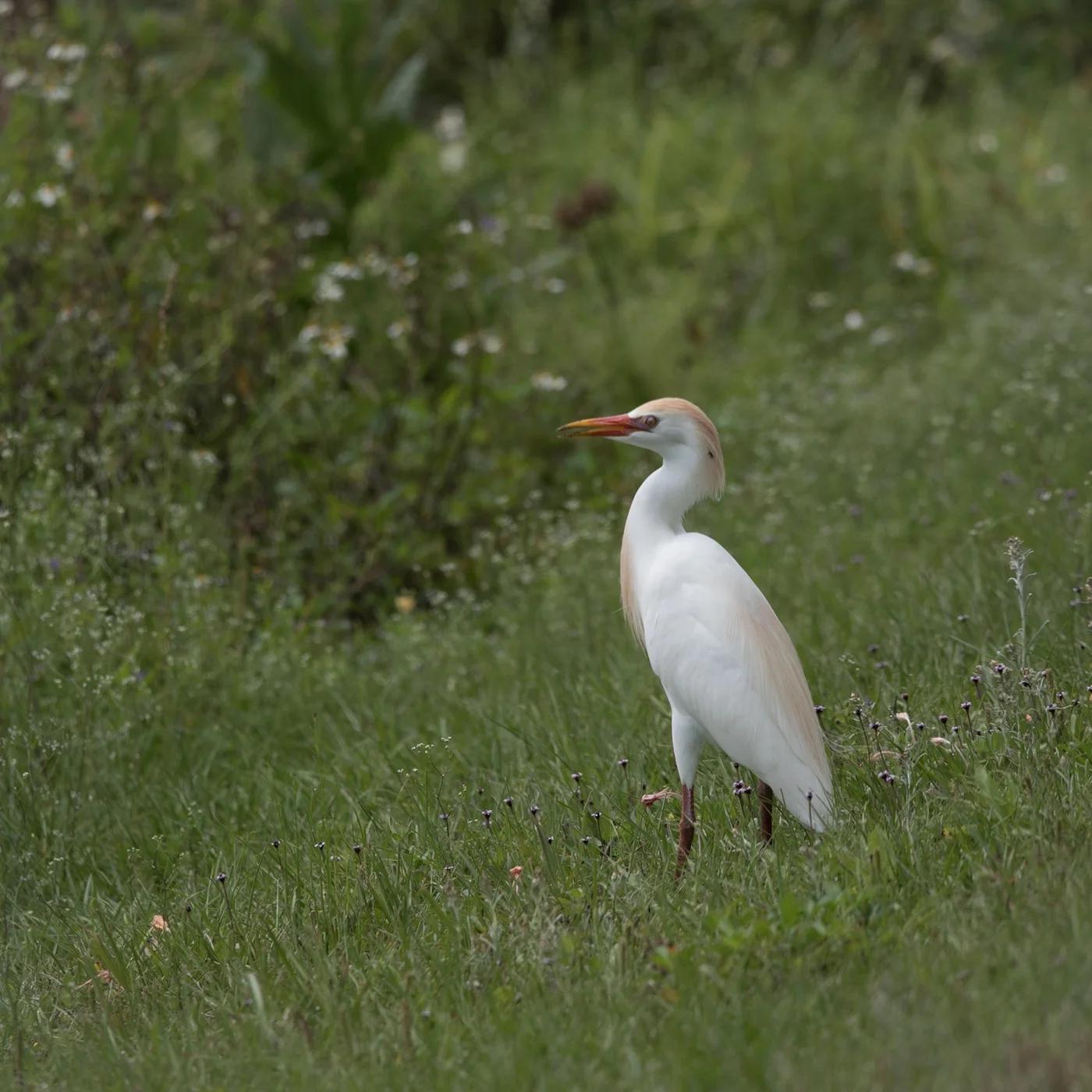 Cattle Egret