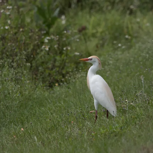 Cattle Egret