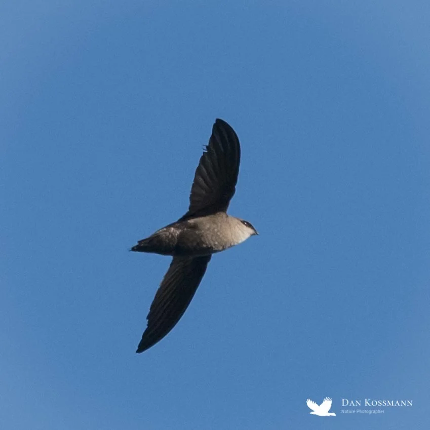 Chimney Swift