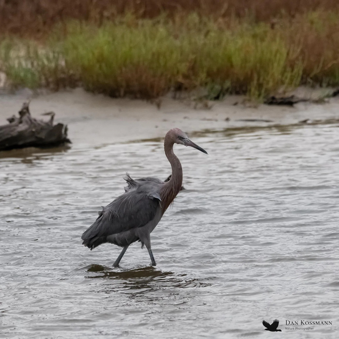 Reddish Egret